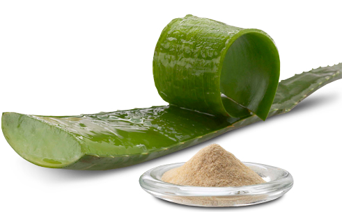Polvo de Gel Aloe Vera 200X